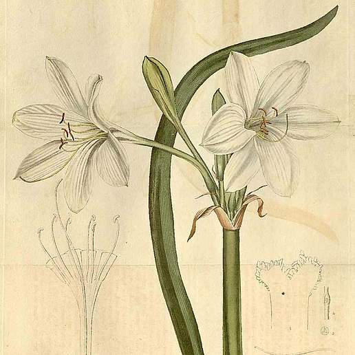Crinum flaccidum