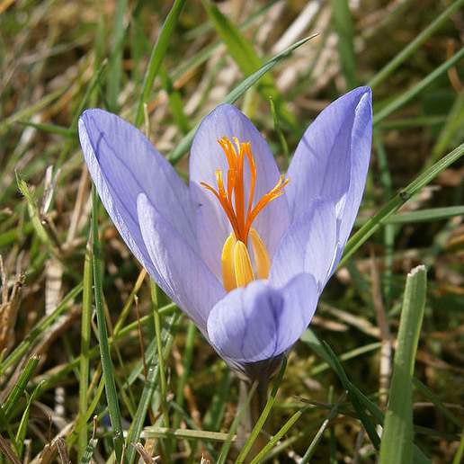 Crocus cancellatus