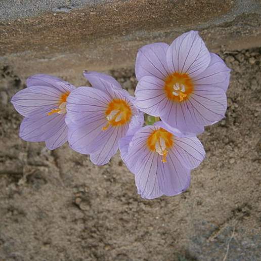 Kotschy's Crocus