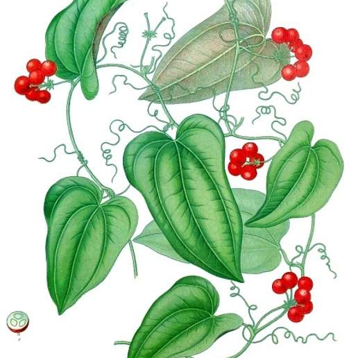 Sarsaparilla
