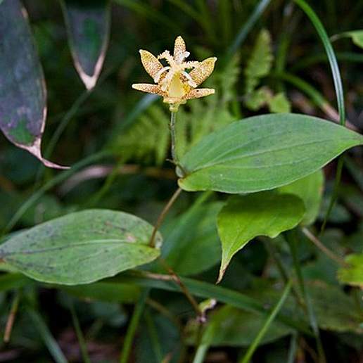 Tricyrtis latifolia