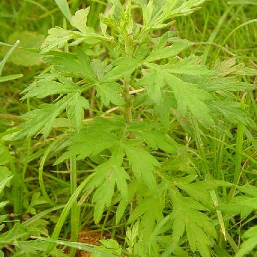 Chinese Mugwort