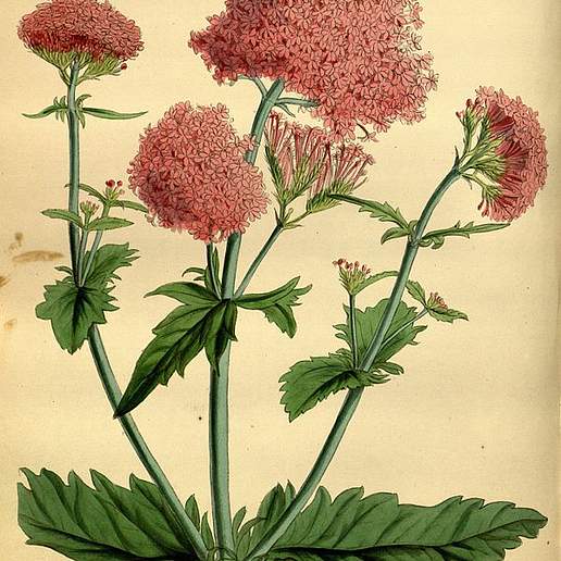 Spanish Valerian