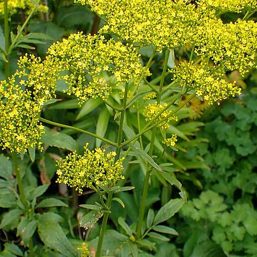 Patrinia scabiosifolia