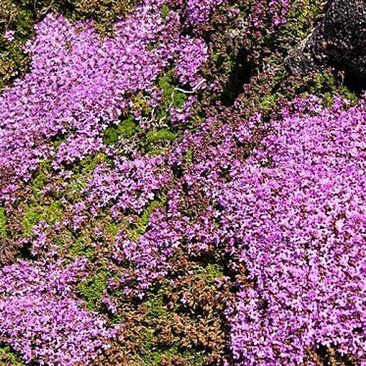 Azores Thyme
