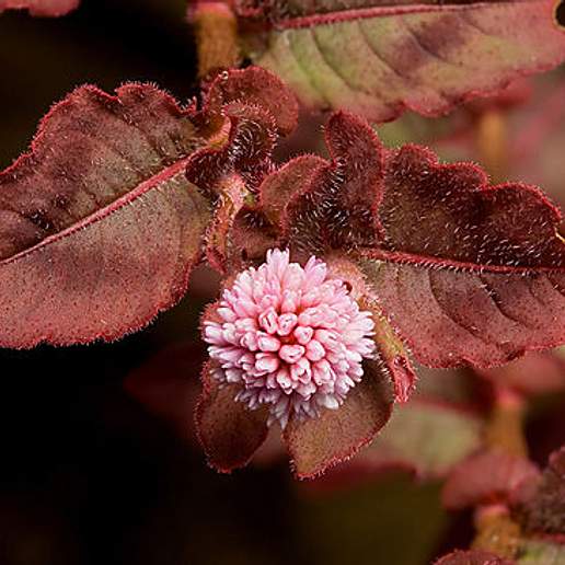 Knotweed, Smartweed