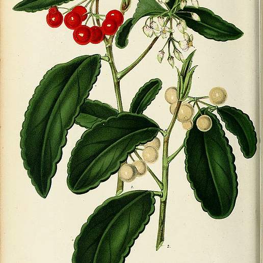 Japanese Holly