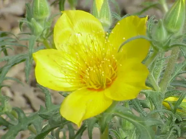 Wyoming Stickleaf