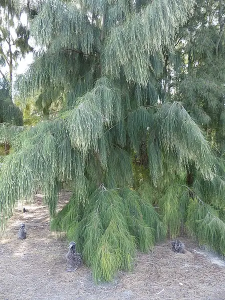 Marsh She Oak