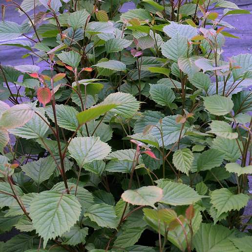 Euptelea pleiosperma