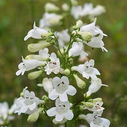 Foxglove Beardtongue