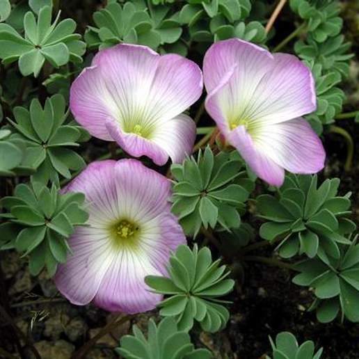 Chilean Wood Sorrel