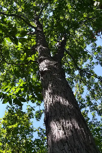 False Shagbark