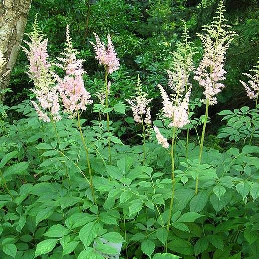 Thunberg's Astilbe