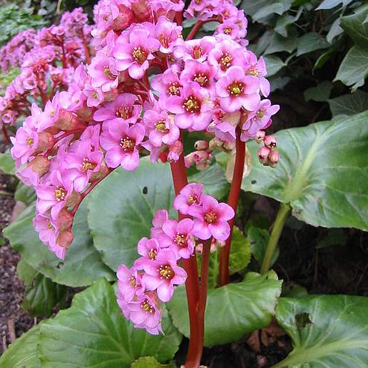Purple Bergenia