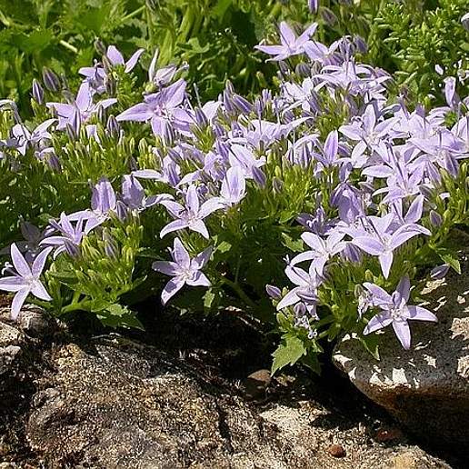 Gargano Bellflower