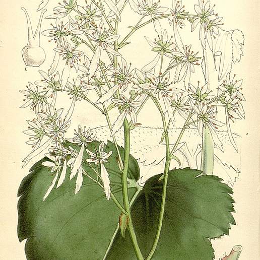 Saxifraga fortunei