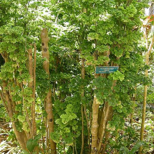Geranium Leaf Aralia