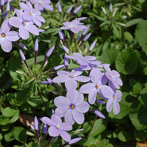 Creeping Phlox