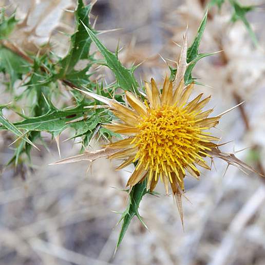Clustered Carline Thistle