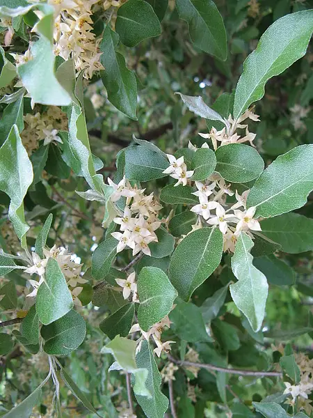 Spreading Oleaster