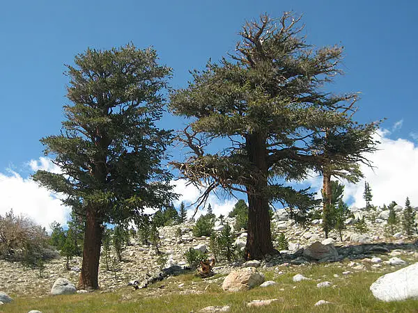 Foxtailed Pine