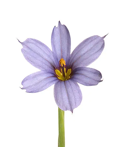 Narrowleaf Blue Eyed Grass