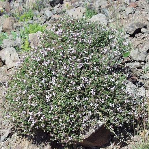 English Thyme