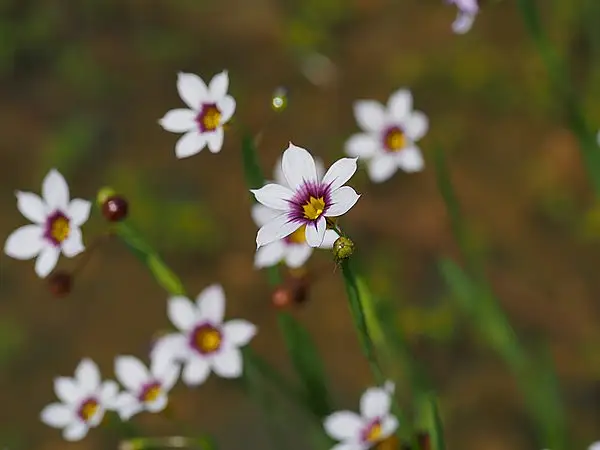 Annual Blue Eyed Grass