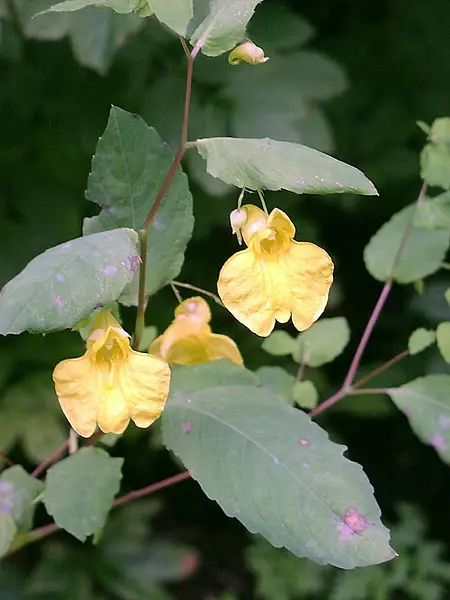 Balsam