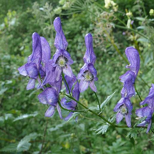 Aconite