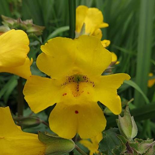 Monkeyflower