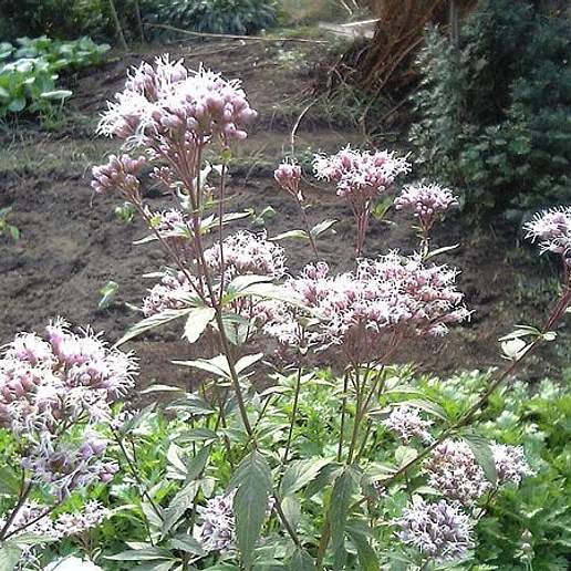 Eupatorium japonicum
