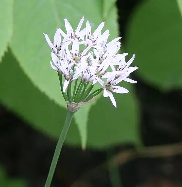 Fragrant Flower Garlic
