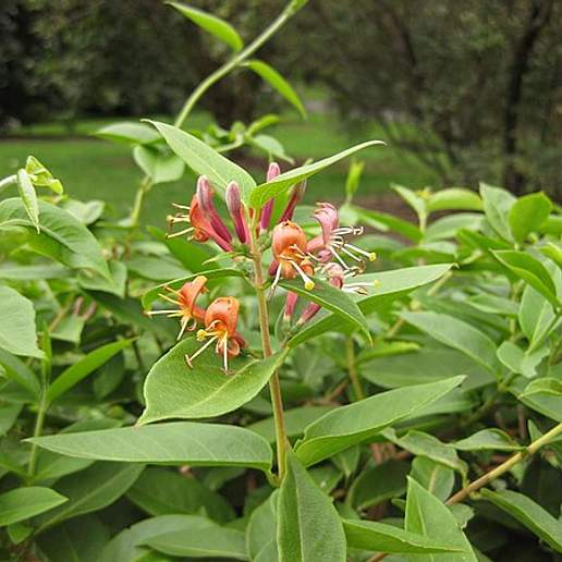 Vine Honeysuckle