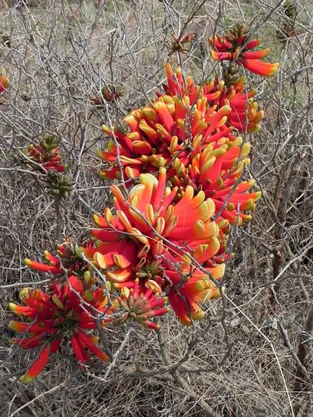 Thorny Coraltree