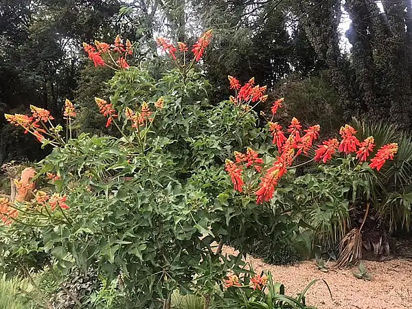 Dwarf Coraltree
