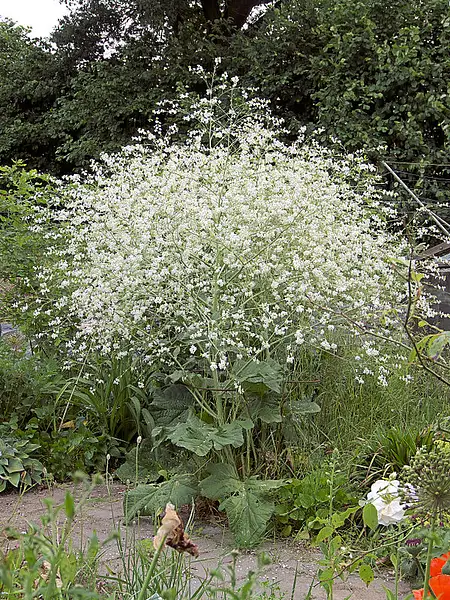 Heartleaf Crambe