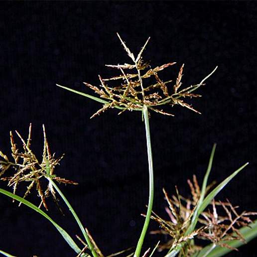 Slender Cyperus