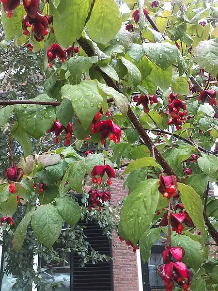 Siberian Spindletree
