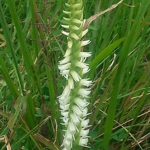 Fragrant Ladies' Tresses