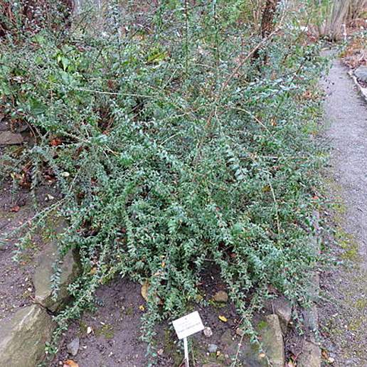 Cotoneaster conspicuus
