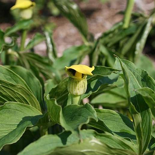Arisaema flavum