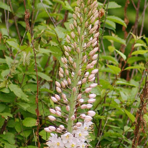 Giant Foxtail Lily