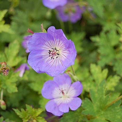 Wallich Geranium