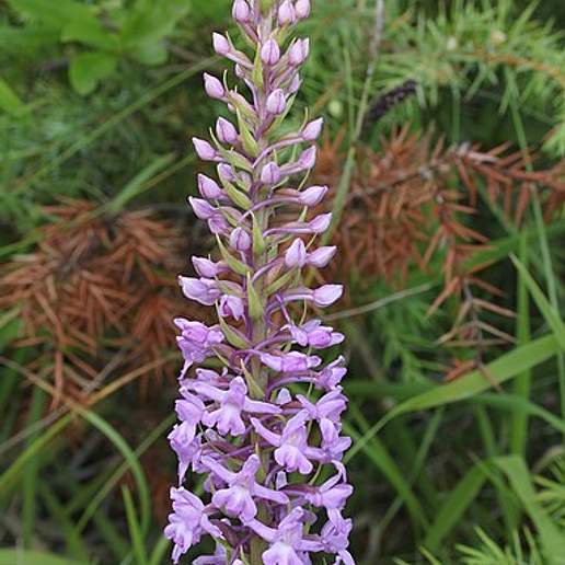 Common Fragrant Orchid
