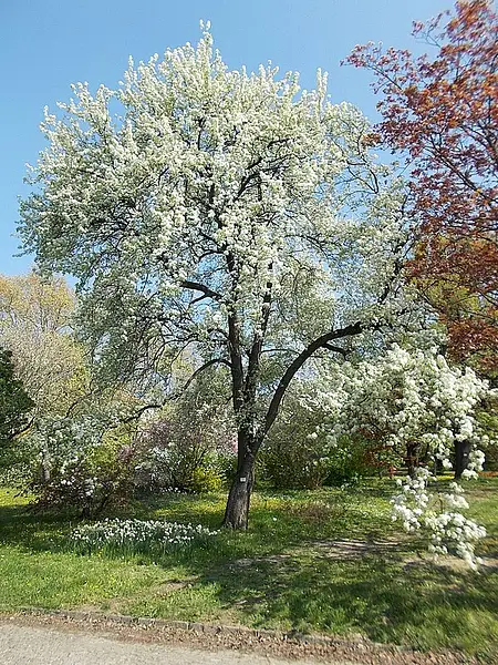 Birch Leaved Pear