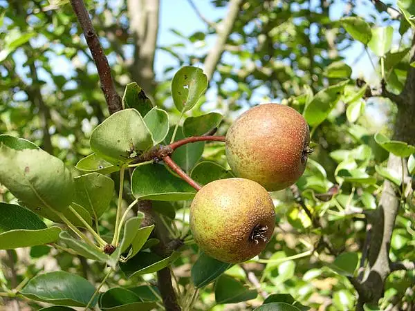 Himalayan Pear