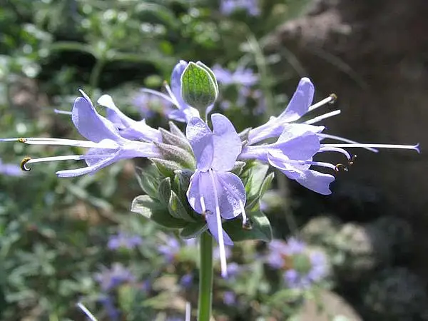 Fragrant Sage