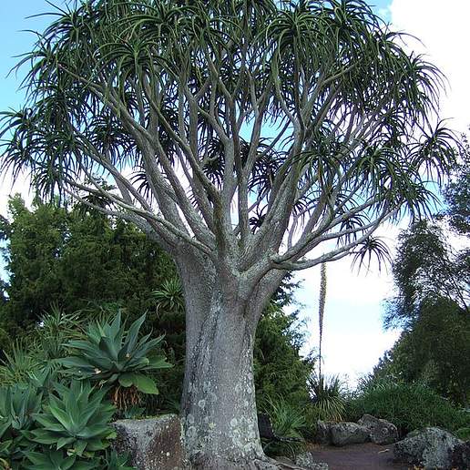 Tree Aloe